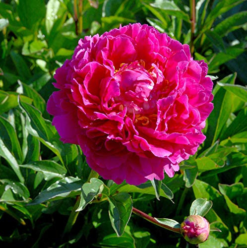 Edelpfingstrose Karl Rosenfield - Paeonia lactiflora - lebende Gartenpflanze aus den Baumschulen