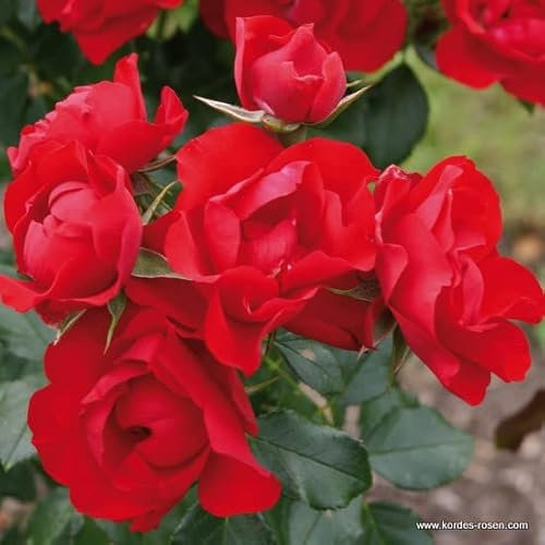 2x Rose 'Black Forest Rose' - Kordes Rigo-roos - Plant-o-fix -Topf