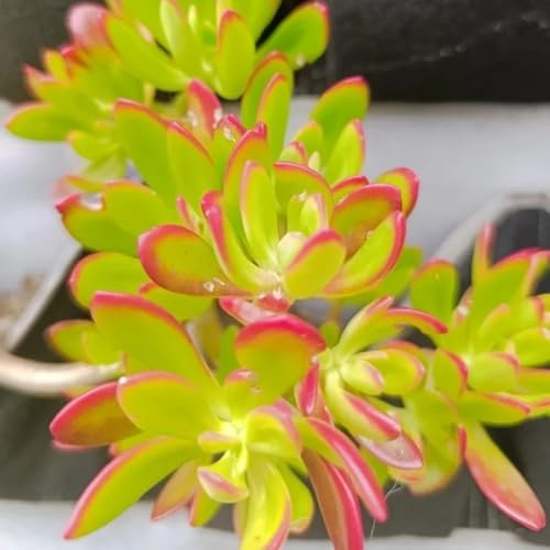 semillas de sedum resistentes - para decorar orgánicas de perennes para interior 220pcs