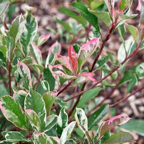 Photinia Pink Marble - Photinia xfraseri Pink Marble 80/100cm Pot 10L ? Arbuste pour Haie et Jardin
