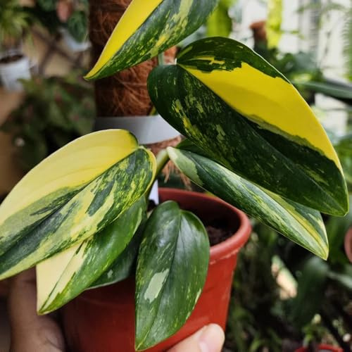 semillas de monstera - jardín balcón decoración exterior interior 30pcs