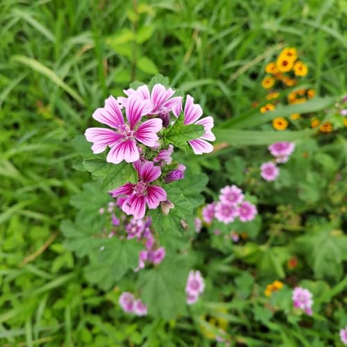 semi di malva, selvatici da giardino roccioso resistenti biologici da balcone giardino autunnali resistenti vecchie varietà per luoghi soleggiati 800pcs
