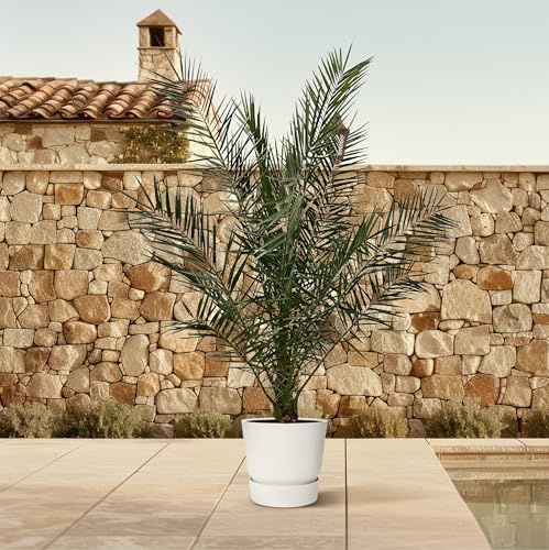Exotenherz Palmier dattier des Canaries Phoenix Canariensis – Pot de 27 cm de haut 180 cm