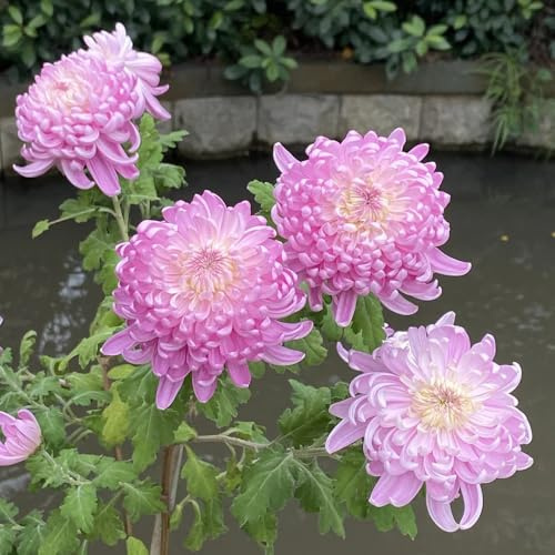 Semillas de crisantemo - orgánicas de crisantemo - Las de jardín 350pcs