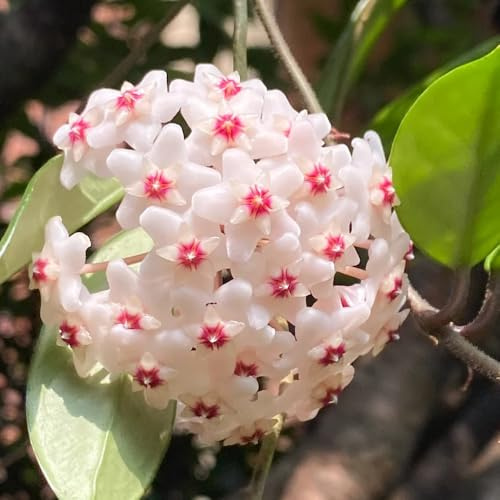 Semillas de de hoya,semillas de de cera,Cultivo de semillas,decoración de alféizares de ventanas de semillas de,de jardín trepadoras,300pcs
