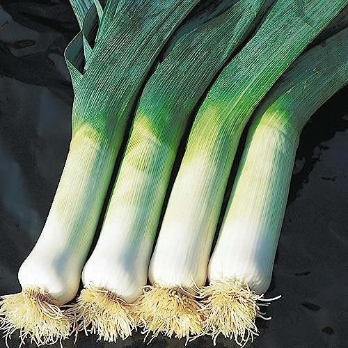 Bolly Bulbs® - 25 Leek Seeds Organic (Hannibal)
