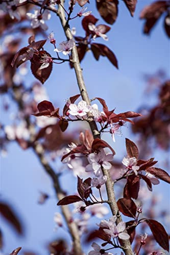 Blutpflaume Prunus cerasifera Nigra 100-125 cm Solitär winterhart | Dunkelrotes Laub, rosa Bluete im Fruehjahr, sonniger Standort, dekorativer Blickfang, ideal als Hausbaum