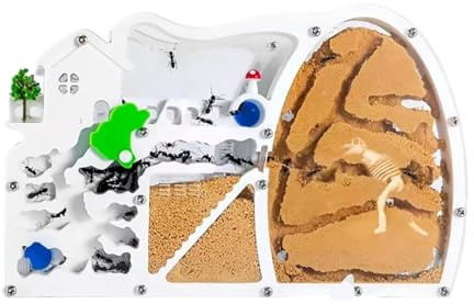 Formica Nido Habitat Delle Formiche Del Castello Della Fattoria Di Sabbia Con Scavo Dinosauri Per Studiare Il Comportamento Educativo Del'ecosistema Colonie Casette Per Formiche(Oranje)