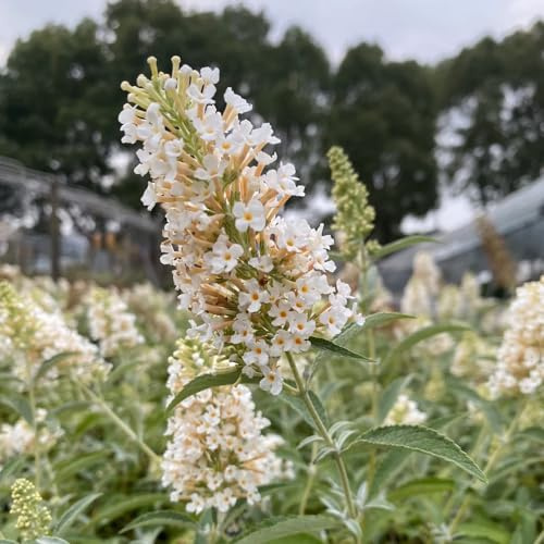 Semi di Buddleja davidii, per luoghi soleggiati semi di come per gli ospiti estivi rare arbusti a crescita rapida decorazione floreale vecchie 180pcs