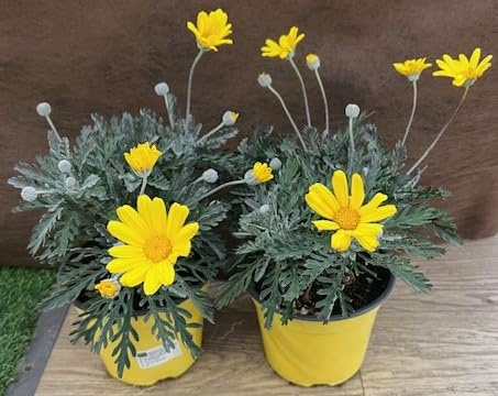 Euryops Pectinatus Margherita d'Oro, Pianta Viva con Fiori Gialli, Vaso 14 cm, Confezione da 2 Piante