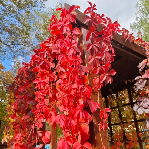 Parthenocissus quinquefolia - serre balcone interna giardino roccioso sul in vaso 30semi