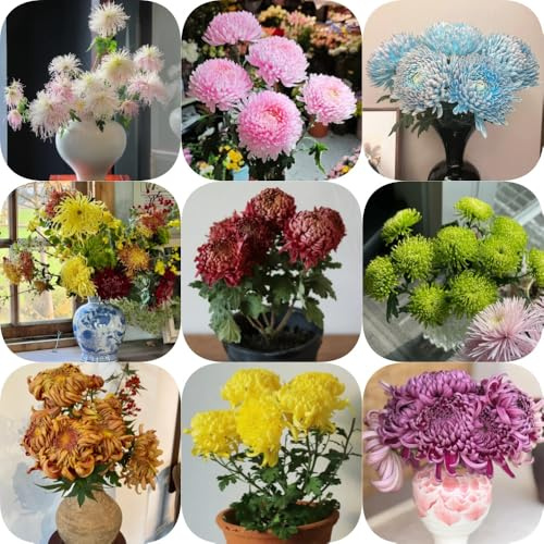 semi di crisantemo resistenti per giardini rocciosi serre da balcone da balcone semi di come bomboniera Perenni resistenti decorazione floreale decorazioni giardino 650pcs