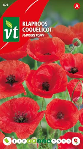 Semi di papavero delle Fiandre - fioritura originale nel campo