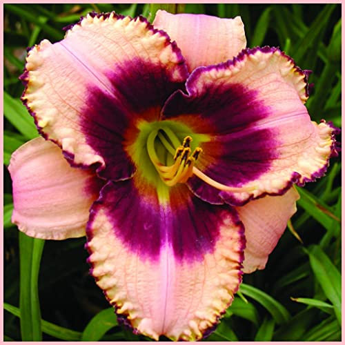 Daylily,Hemerocallis bulbi,bulbi di Hemerocallis,resistente, facile da sopravvivere