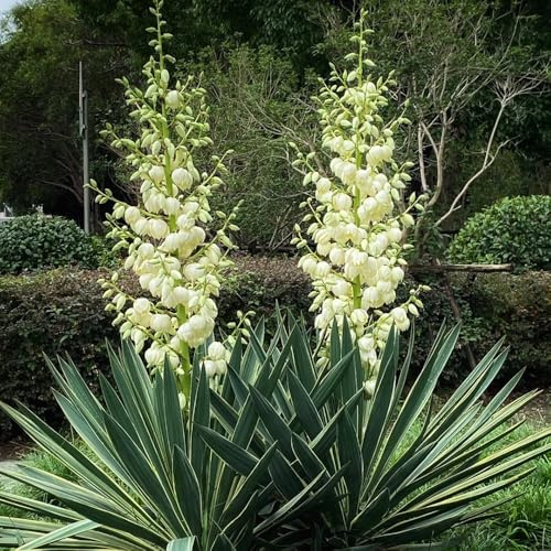 Comprar semillas de lirio de palma - balcón resistentes de verano silvestres de jardín 120pcs