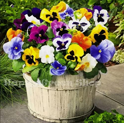 Pansy Swiss Giant Mix 300 Seeds + Plant tag + Freebie - Large Flowered (Viola Wittrockiana)