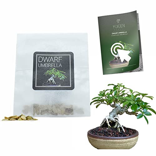 30 Dwarf Umbrella Bonsai Seeds | Schefflera Arboricola | Growing Guide | Grow Your Own Bonsai Tree | Bonsai Beginners and Enthusiasts