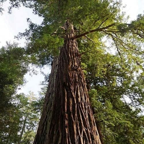 Radny 100 piezas de semillas de árboles de secuoya