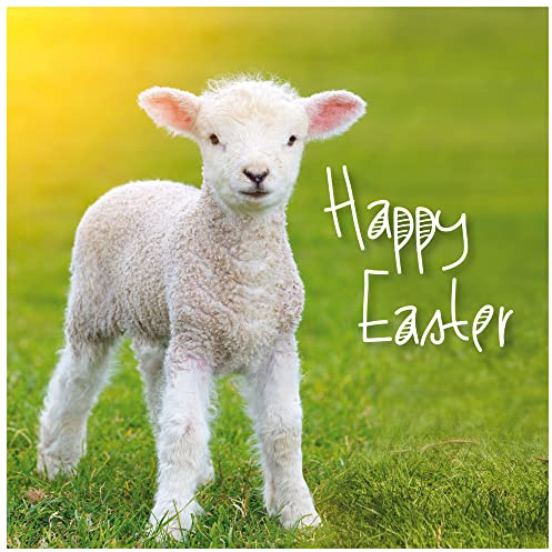 Easter Cards - Lamb, pack of 5, with white envelopes and greeting inside. Easter cards for all the family, by Just Cards Direct
