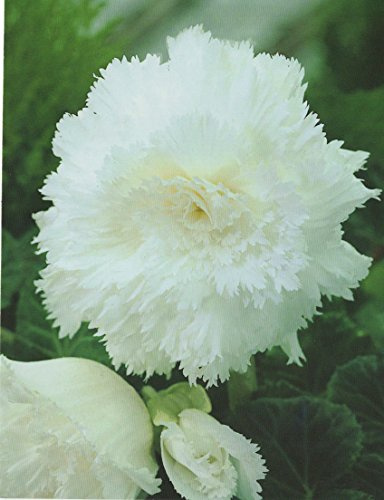 Begonien Fimbriata gefranste gefüllte in weiß Knollenbegonien Blumenzwiebeln (3 Blumenzwiebeln)
