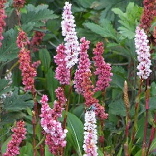 6 x Persicaria Affinis 'Darjeeling Red' - Knöterich Topf 9x9cm