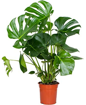 Bloomique - Monstera Deliciosa - Fensterblatt - Zimmerpflanzen - Pflegeleicht - Luftreinigend - Höhe 70-80 cm - Topf 21 cm