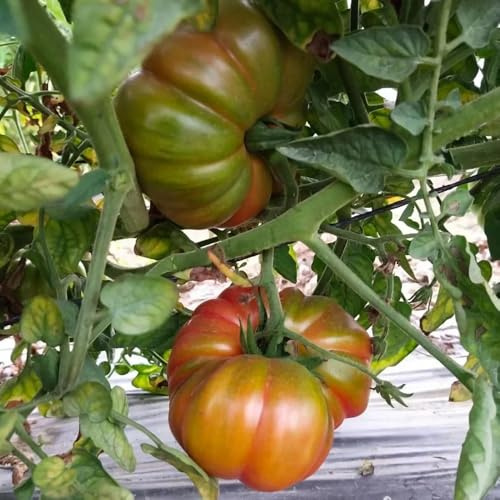 Tomatensamen, gemüsesamen balkon gemüsepflanzen kaufen balkonpflanzen winterhart 50pcs