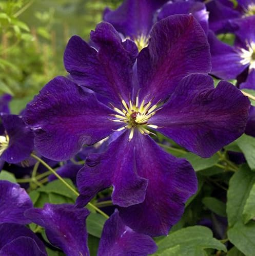 Robuste Waldrebe Romantica 40-60cm - Clematis viticella - lebende Gartenpflanze aus den Baumschulen