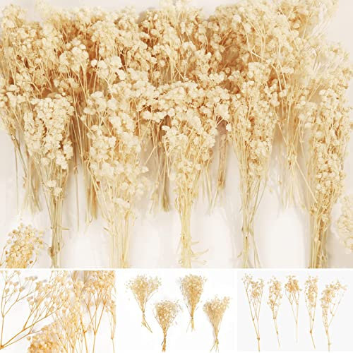Oning 65 pcs Mini Schleierkraut Trockenblumen, Echt Gypsophila getrocknet - über 4000 Blütenknospe, 15 cm Klein Schleierkraut Strauß für Hochzeits Dekoration, Haarschmuck, Wohnkultur, DIY