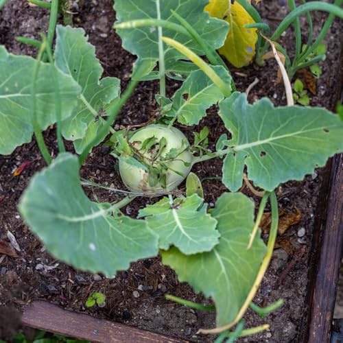 kohlrabi gemüsepflanzen gemüsesaat grünpflanzen winterharte stauden mehrjährig dachbegrünung heilkräuter kräutergarten balkon pflanzendeko exotische zimmerpflanzen biosaatgut 65samen