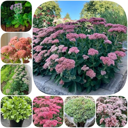 Semillas de sedum, productos sostenibles extraño suculentas variedades antiguas jardín de semillas balcón resistentes jardines rocas 350pcs