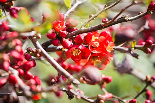 Chaenomeles 'Andenken an Carl Ramcke' 40-60 cm – Winterhart, Mehrjährig, Pflegeleicht – Zierquitte – Heckenpflanze für Garten & Sichtschutz