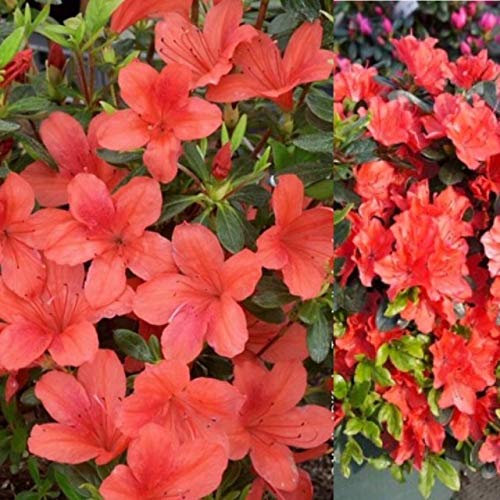 Carbeth Plants Azalea Plant - 2 x Pot of Orange Beauty Japanese Azalea Evergreen Shrub - Azaleas Ready to Plant Outdoor - Pot Plants Outdoor Garden Ready in Pots