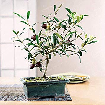 Albero Rare Olive (Olea europaea) rifornimenti Esotico Albero Mini Ulivo Olive Garden Pack of 10 :Seeds only