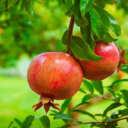 Melograno da frutto Punica granatum Wonderful pianta in vaso ø19 cm h. 180/200 cm Vivaio di Castelletto