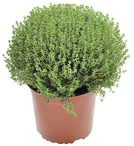 Tomillo Planta de Exterior Natural Ideal para Terraza o Jardín Thymus Planta Aromática