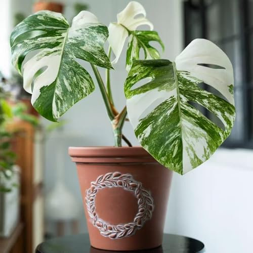 semillas de plantas monstera Monstera variegata interior de fácil cuidado, seto plantas verdes planta de interior invernadero macetas exóticas, 20pcs