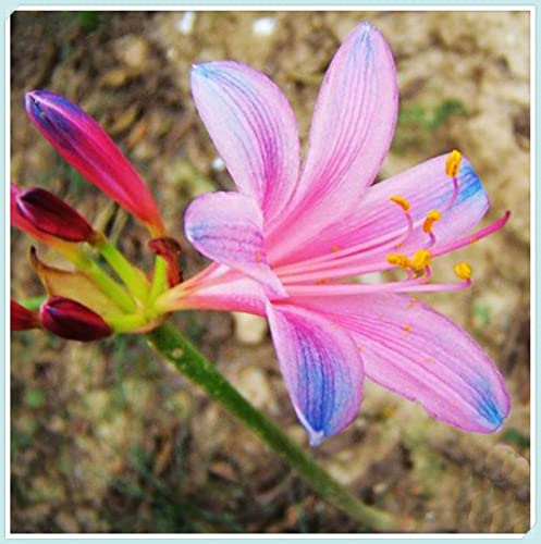 Lycoris Radiata Bulbi - Freschi, Compatti, Robusti, Naturali, Vitali-8 Bulbi