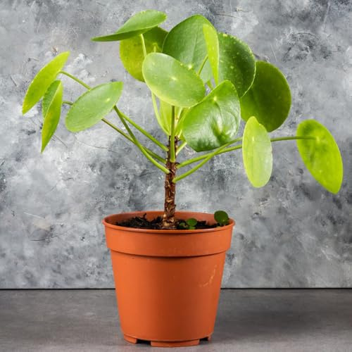 glückstaler - Pilea peperomioides - indoor gewächshaus balkon Chinesischer Geldbaum steingartenpflanzen blumengarten hochbeete für garten steingarten winterharte stauden für pralle 35samen
