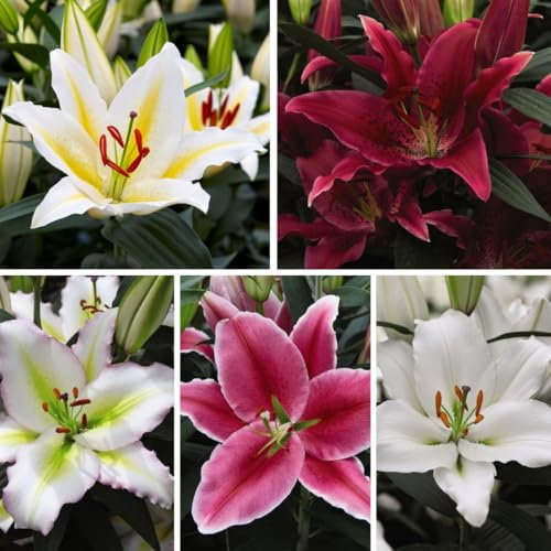 Fragrance Flowering Oriental Lily Collection Garden Plants Hardy Garden Plants Easy to Grow Your Own 48x Bulbs by Thompson and Morgan