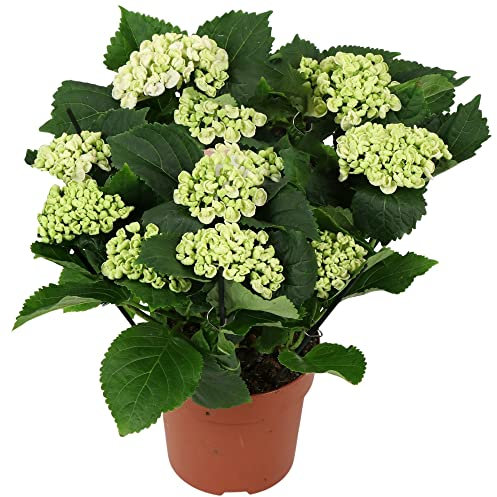 Hydrangea Garden Shrub Collection | Deciduous Vibrant Potted Plants | 30-50cm (White)