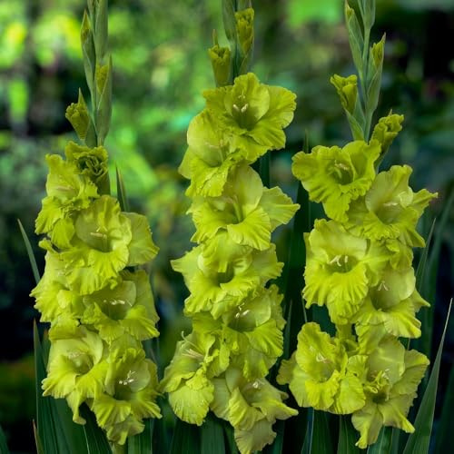 Gladioles Bulbes Vert Collection - 10 Bulbes de Fleurs à Planter Exterieur - Plantes Vivaces Exterieur - Rustique - Naturelle Plantes de Hollande (pas de graines, non artificiels)