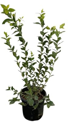 Vivaio Garden Forest Mirtillo Duke Vaccinium corymbosum, 120-150 cm | Pianta da frutto autofertile, Maturazione medio-precoce giugno, Bacche dolci medio-grandi, Resistente al freddo