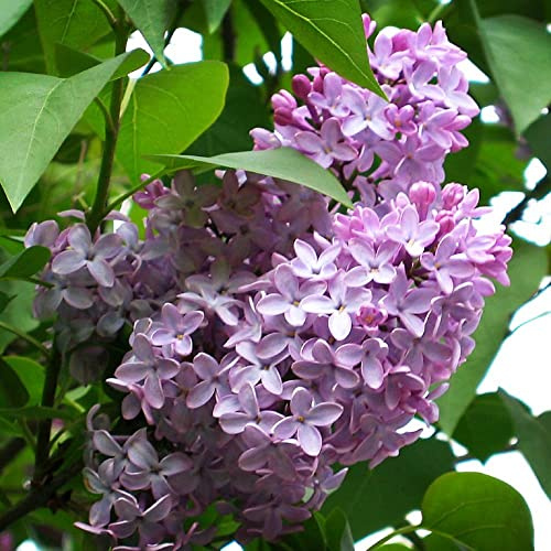 Common Lilac 3.5 Cups - 3pack