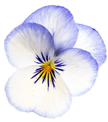 Viola Plants, 'Magnifico', 20 x Full Plant Pack, Bedding Plants, Viola Flowers, Violas, Garden Ready and Ready to Plant, Premium Quality Flowers