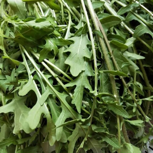 semi di rucola, antiche varietà giardino in vaso resistenti rare 100pcs