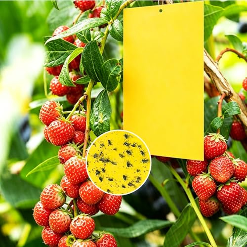 HoxzoDa 50 Piezas De Atrapamoscas para Plantas,Trampa Moscas Adhesivas