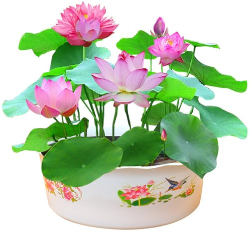 KituT 200 Semi di Fiori di Loto, Colori Misti, Decorazioni per la casa, Semi di Loto, Semi di Bonsai, Semi di Loto in Ciotola per la casa, Giardino, Balcone