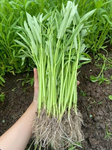 1000+ Premium Water Spinach Seeds – Kangkong, Ong Choy, Rau Muong – Heirloom, Non-GMO, Easy to Grow Vegetable Seeds for Home Garden or Backyard Planting