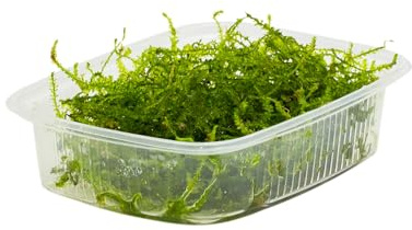 Javamoos Taxiphyllum barbieri, Aquariummoos, Wasserpflanze Aufsitzerpflanze | 1 Portion zum Aufbinden, für Aquarium und Nano-Aquarium, pflegeleicht und robust, für Aquascaping und Zwerggarnelen